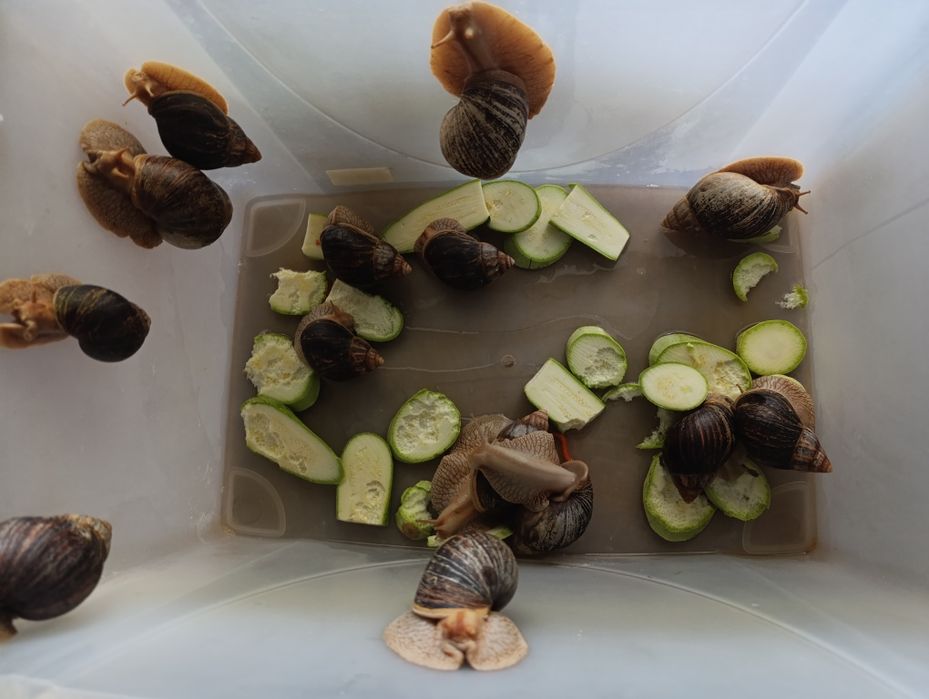 Улитки Ахатина Иммакулята