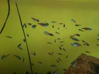 Neon innesa sprzedam