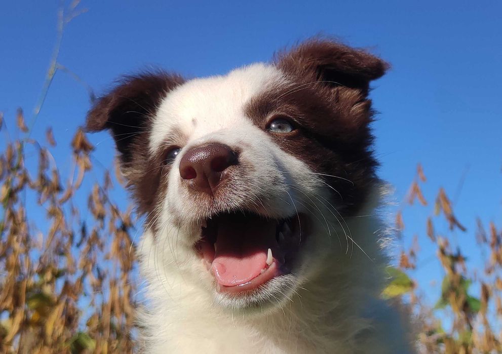 Piękna Rasowa Suczka Border Collie z pełną dok. hodowli