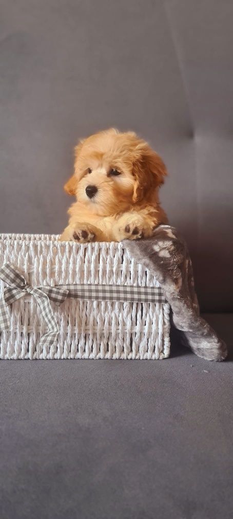 Śliczny piesek Maltipoo