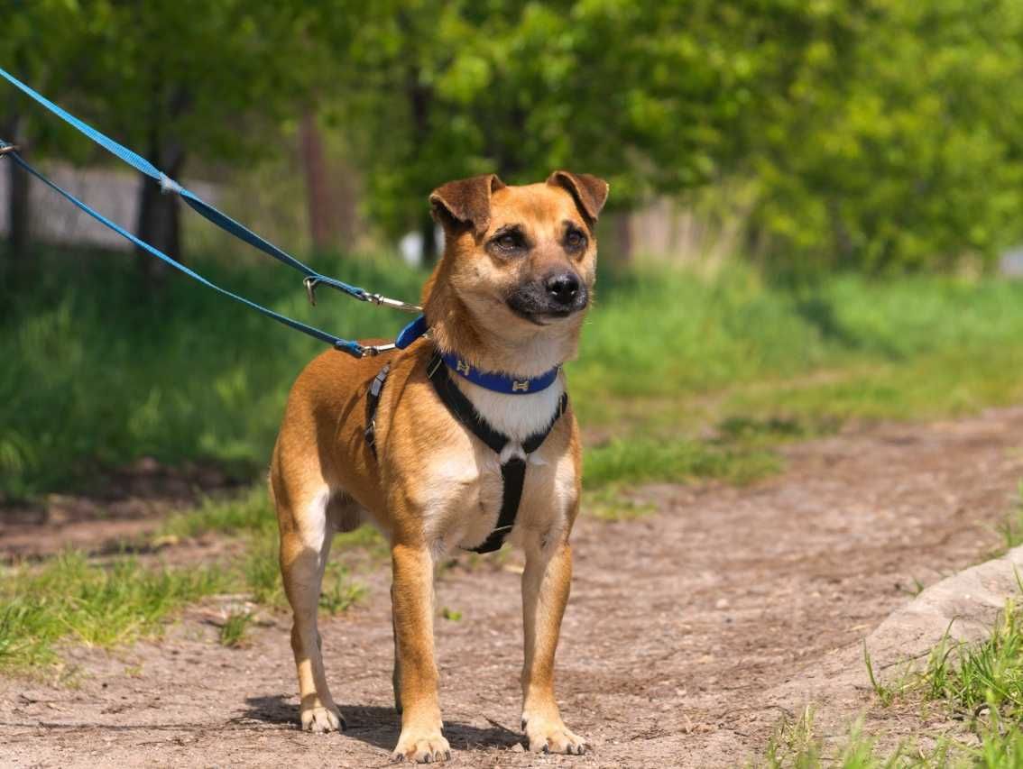 Pumba - pozytywny, pogodny rudasek do pokochania!