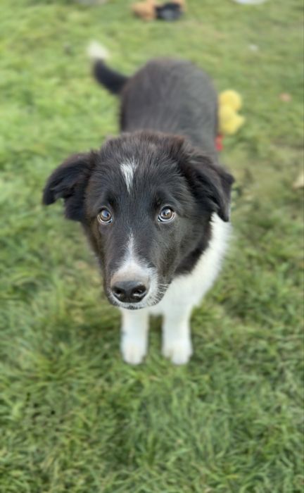 Szczeniaczek Border Collie