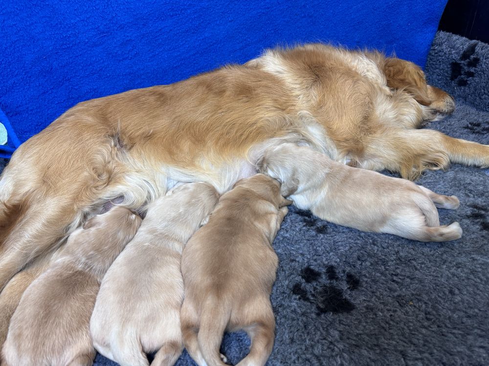 Golden, Goldenki, Szczenięta Golden Retriever ZKwP