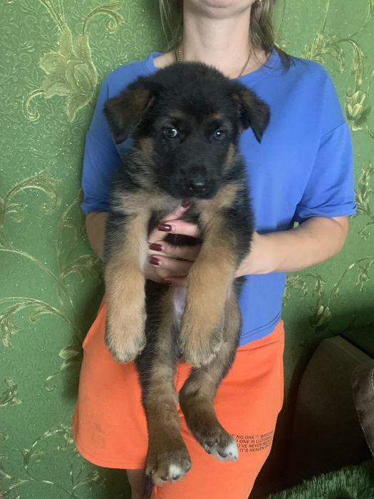 Продам щенят Німецької вівчарки