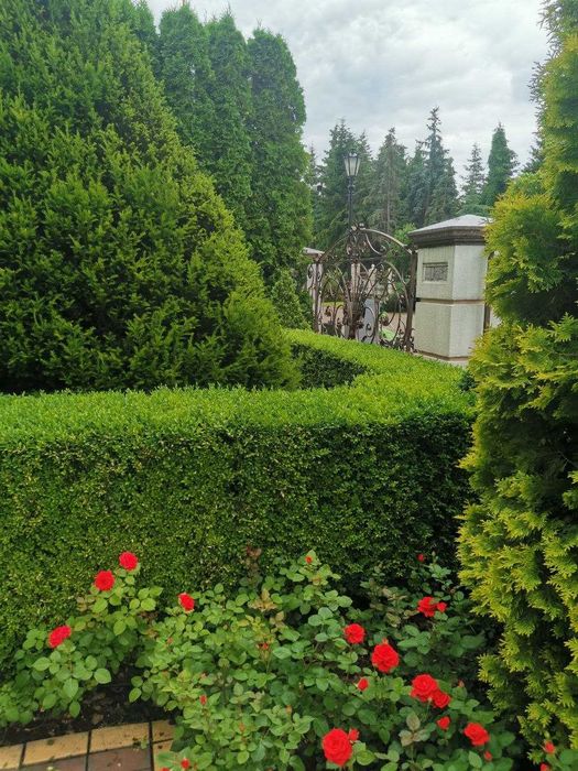 Стрижка декоративних дерев, кущів, хвойних рослин/Догляд за садом