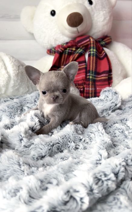 Эксклюзивная экстра-мини девочка чихуахуа лилового окраса