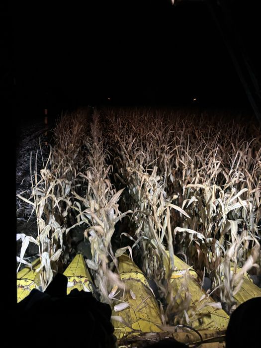 Koszenie kukurydzy na ziarno zbior kukurydzy