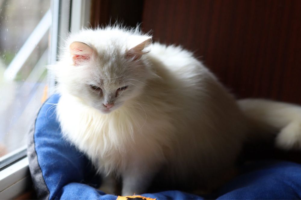 Котик мальчик 3 годика Альбинос белый