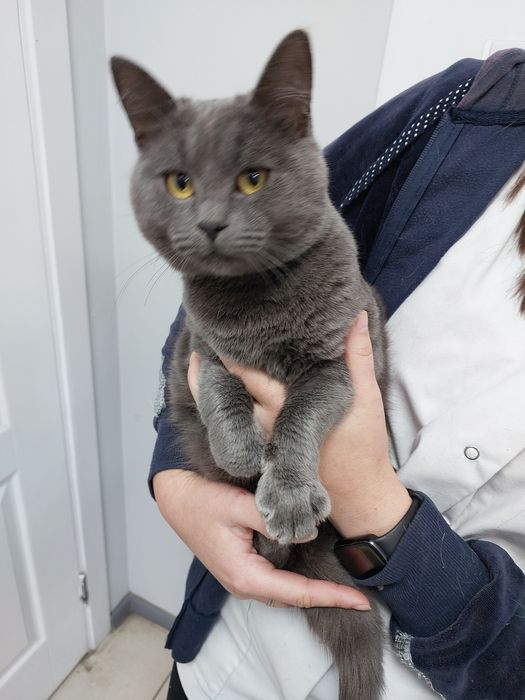 Британець 10м. шукає родину