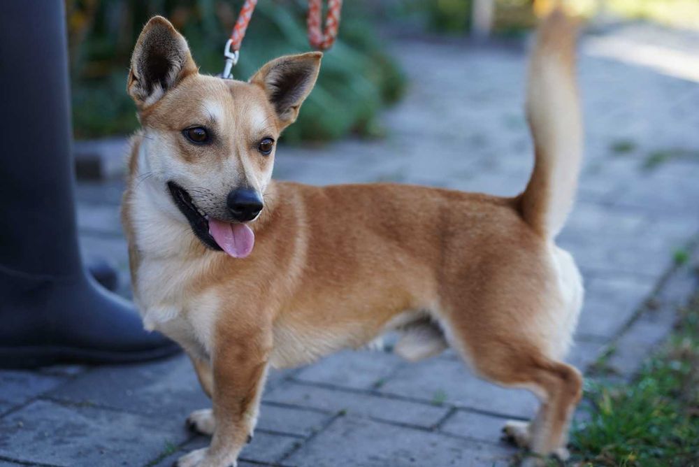 Radosny, młody Figo. Pokochaj!