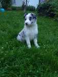 Border collie - szczeniak