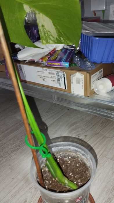 Monstera YELLOW SPLASH Aurea Marmorata Variegata ukorzeniona