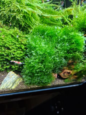 Wątrobowiec roślina akwarium