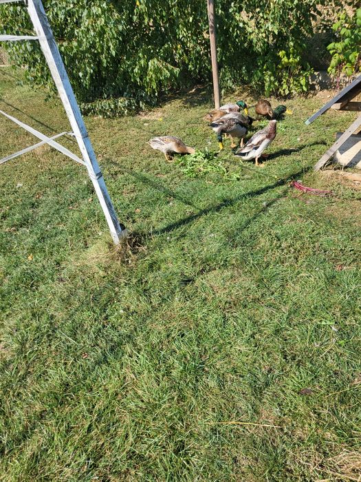 Sprzedam ptactwo domowe