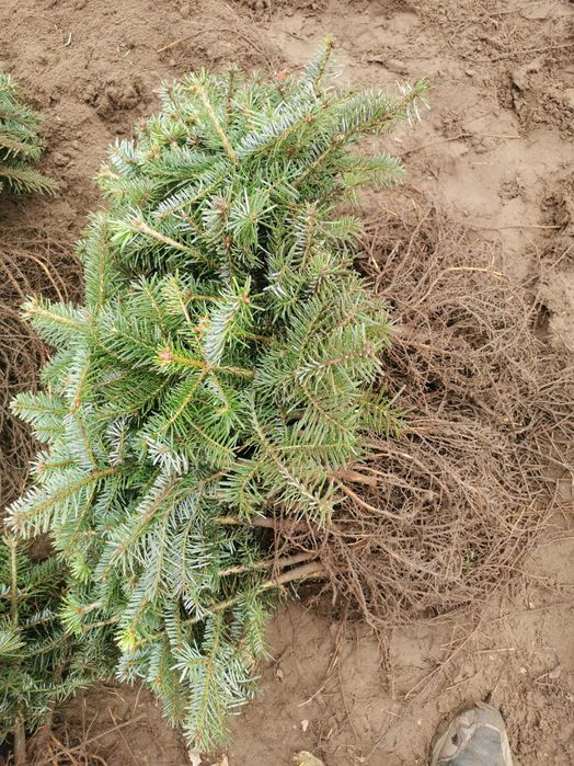 Sadzonki jodła Nordmann i Nobilis do 25 cm