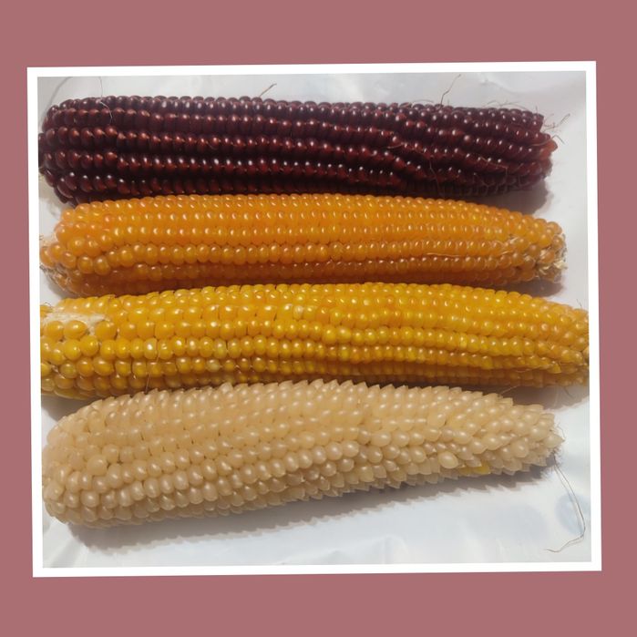 Попкорн. Зерна пропкорну popcorn приготування попкорну вдома