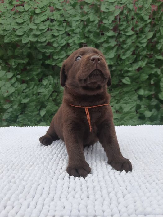 Шоколадний хлопчик Лабрадор Ретрівер