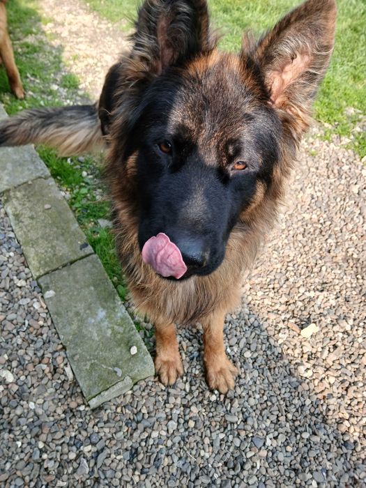 Owczarek Niemiecki Busko -Zdrój Szczeniak