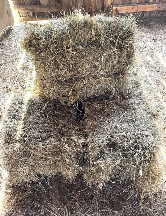Siano w kostkach i luzem
