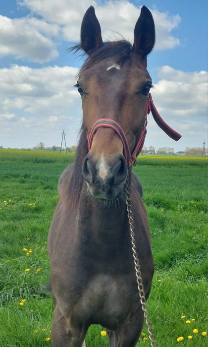 Ogier, ogierek śląski