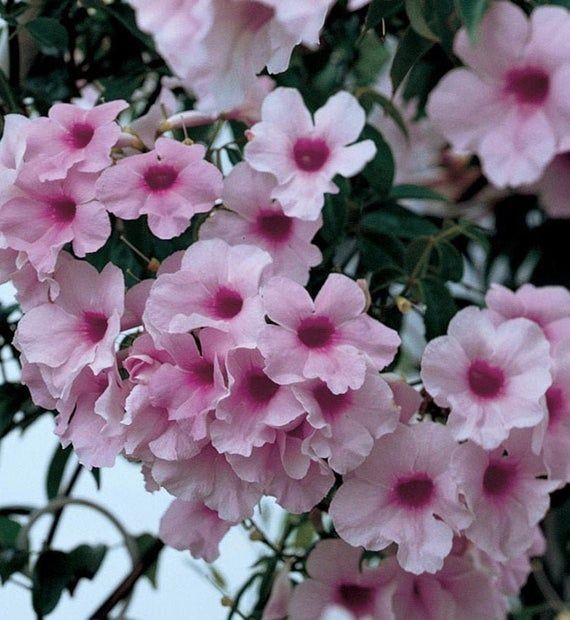 Пандорея жасміновидна