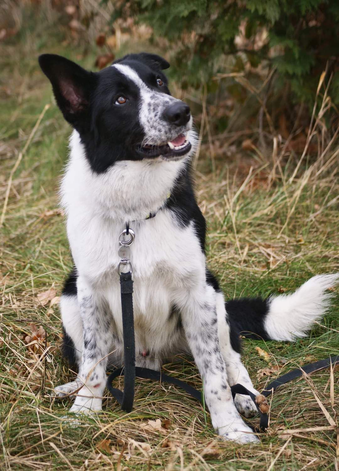 Rufi w typie Border Collie do ŚWIADOMEJ adopcji!