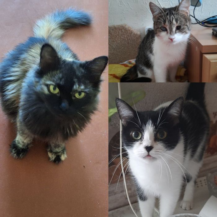 Котята бесплатно. Котенок даром. Кот. Кошка. СРОЧНО