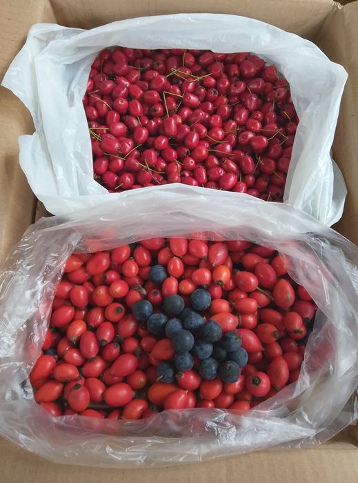 6 kg. Owoców śliwy tarniny
