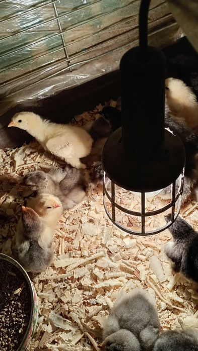 Kurczęta rasy kochin olbrzymi