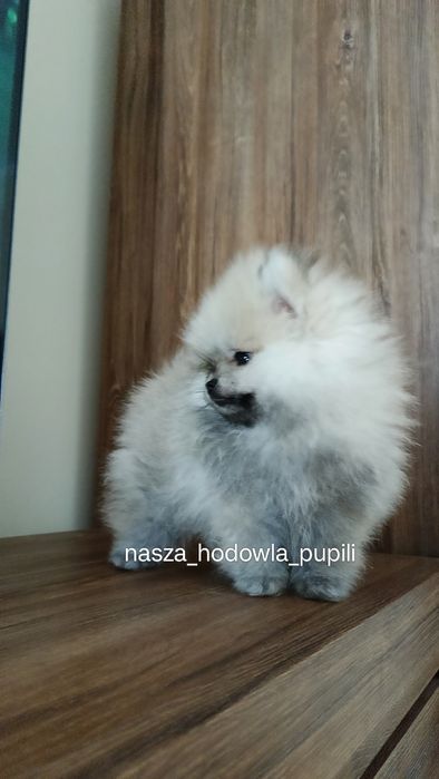 Suczka Szpic miniaturowy pomeranian MIŚ