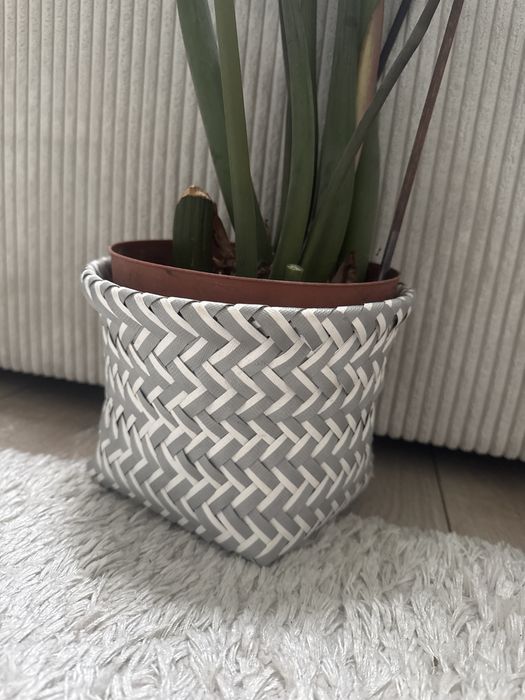 Zamioculcas 100cm zdrowy