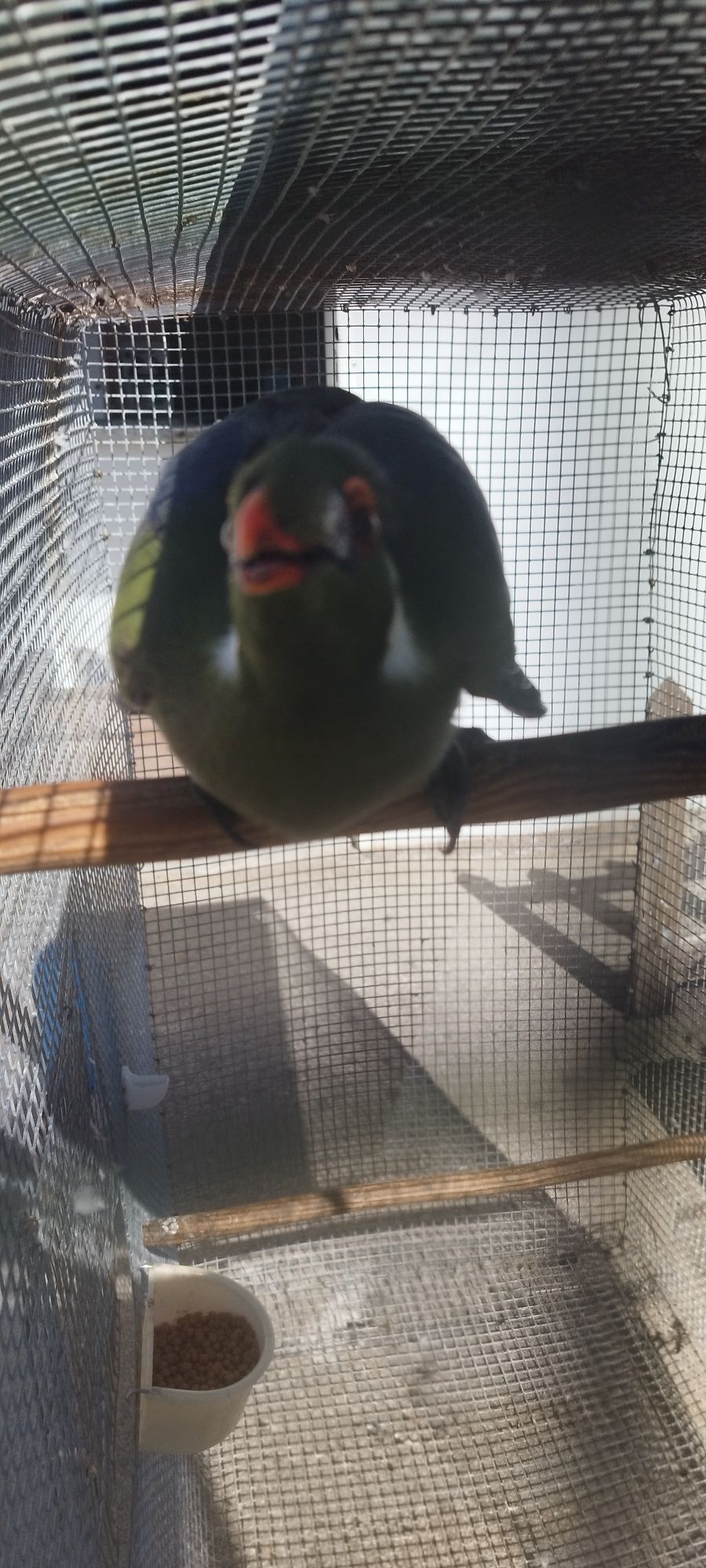Turaco leucotis (tauraco face branca )