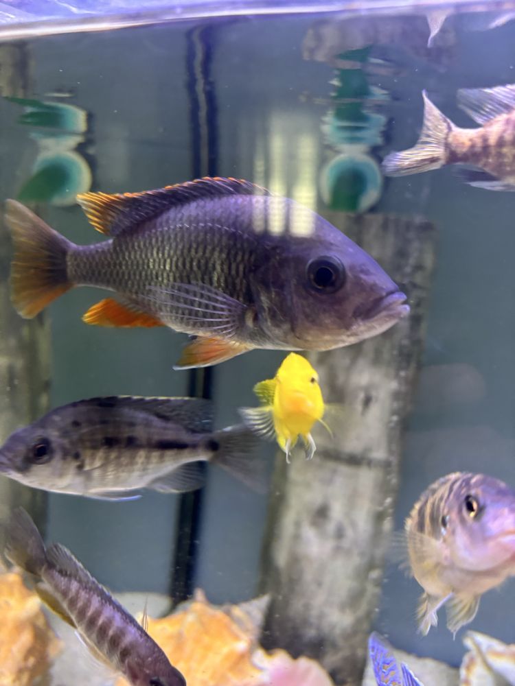 Red Fin Kadango 2 femeas