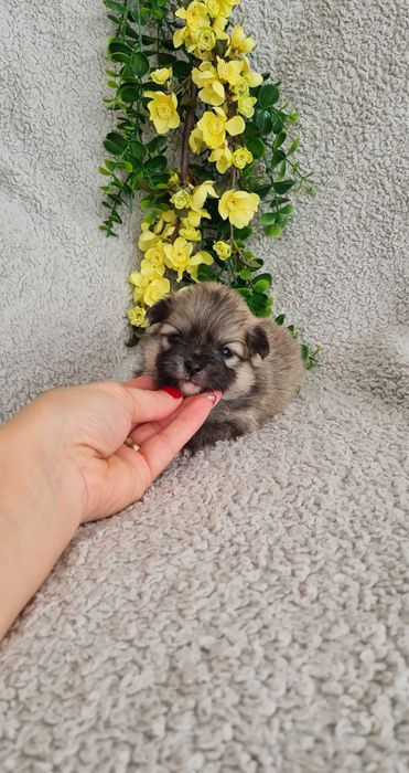 Excelente menina miniLulu da Pomerânia/ Spitz Alemão Anão de Qualidade