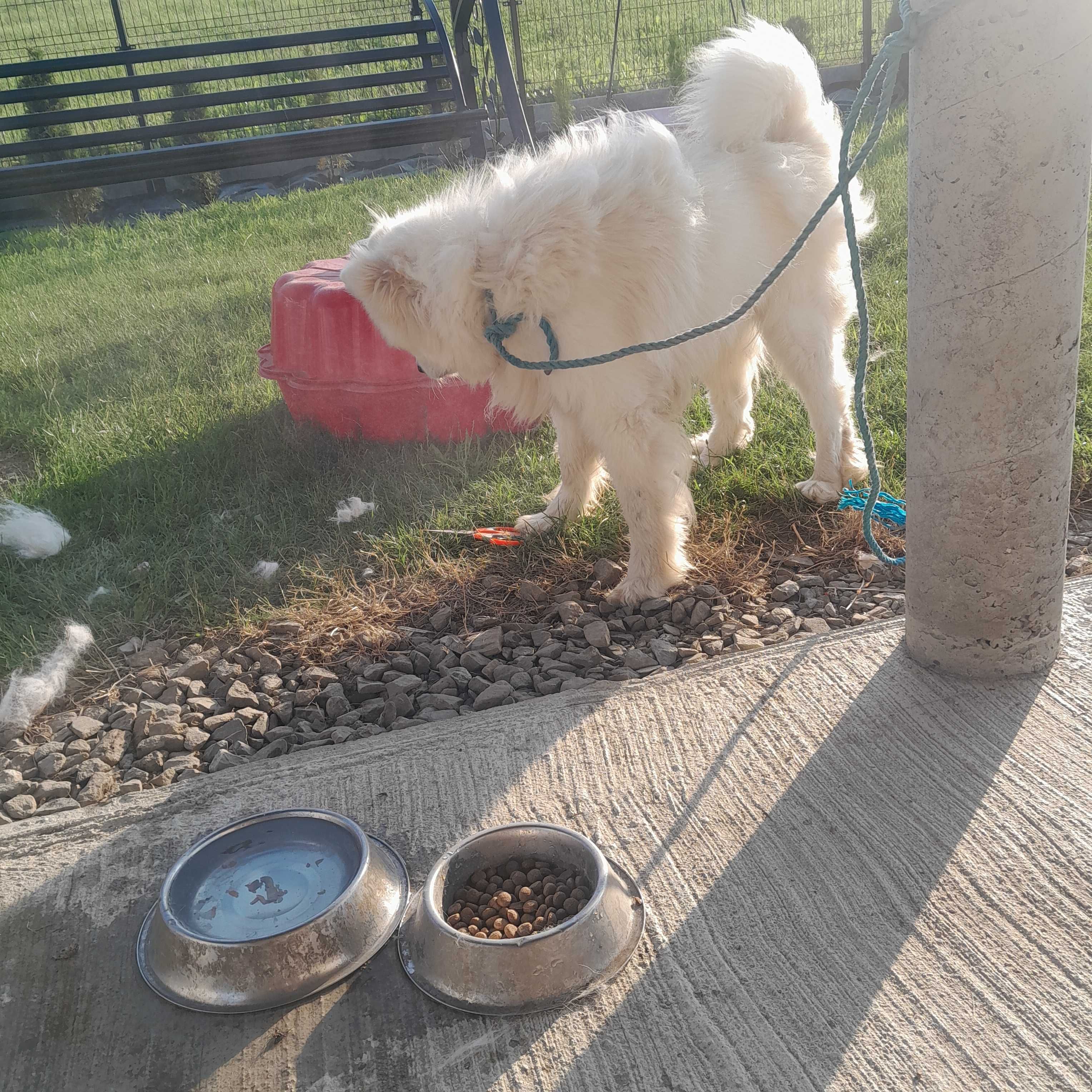 Pies samoyed biały
