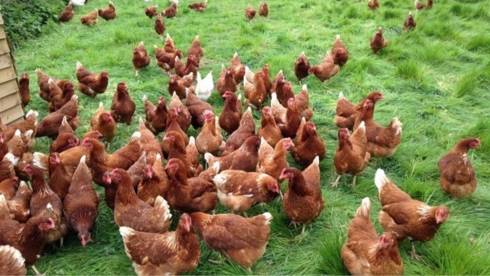 Кури несучки Ломан Браун !