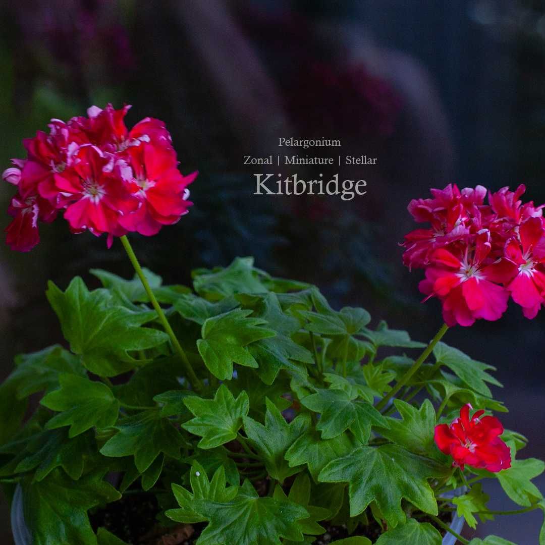 Kitbridge - стеллар, звездчатая золотолистная пеларгония