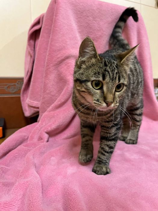 Кошеня підліток дівчинка смугаста 5-6 міс. Дуже ласкава! Шукає сімʼю!