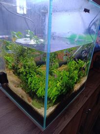 Akwarium 30 litrów Aquael shrimp set 30