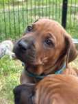 Rhodesian ridgeback - dostepna suczka z niebieska obrożka