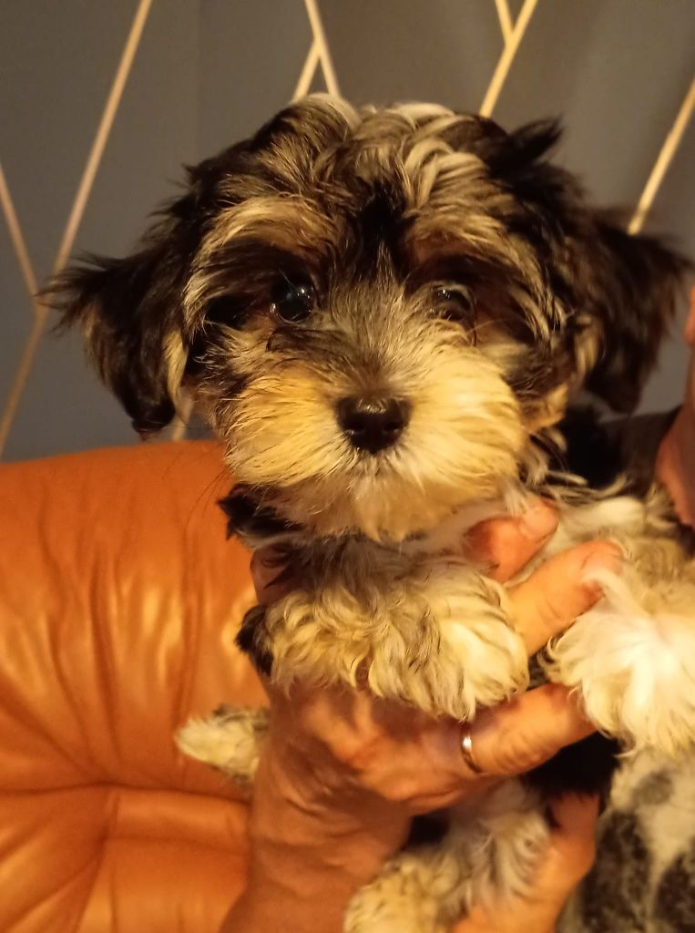 Morkie, Morkshire piesek