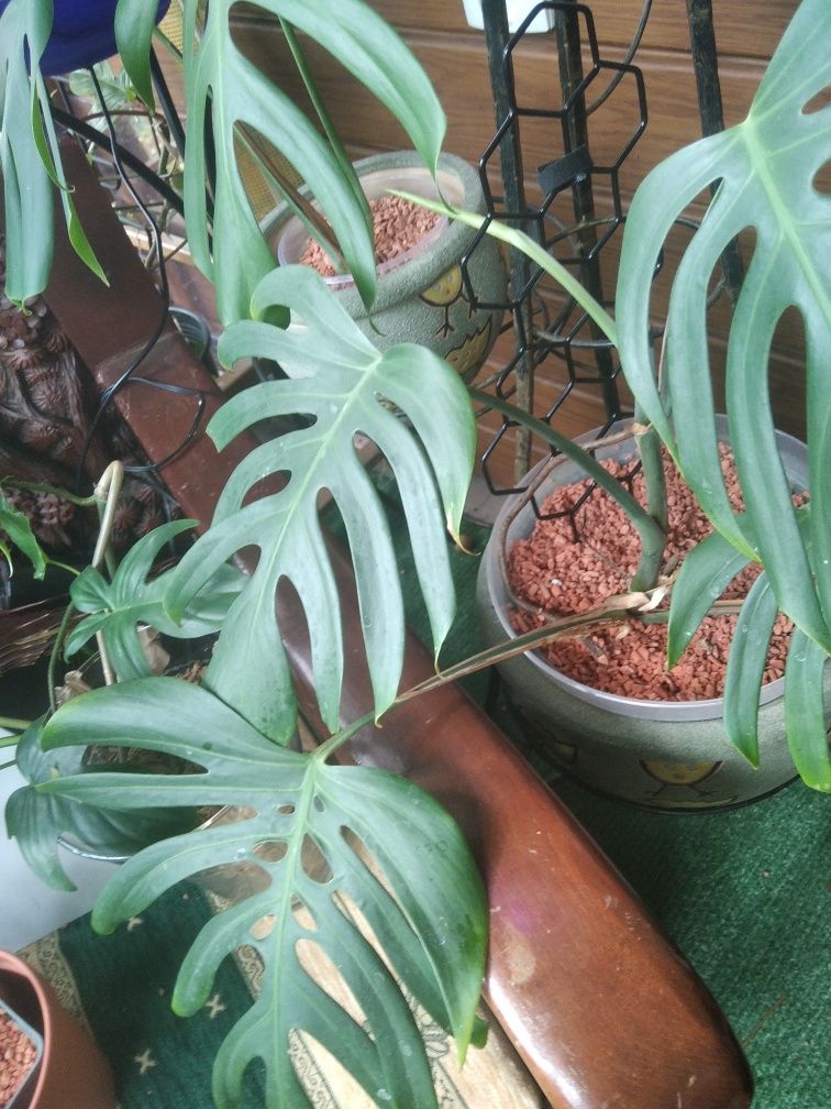 Monstera Sierra na mexican