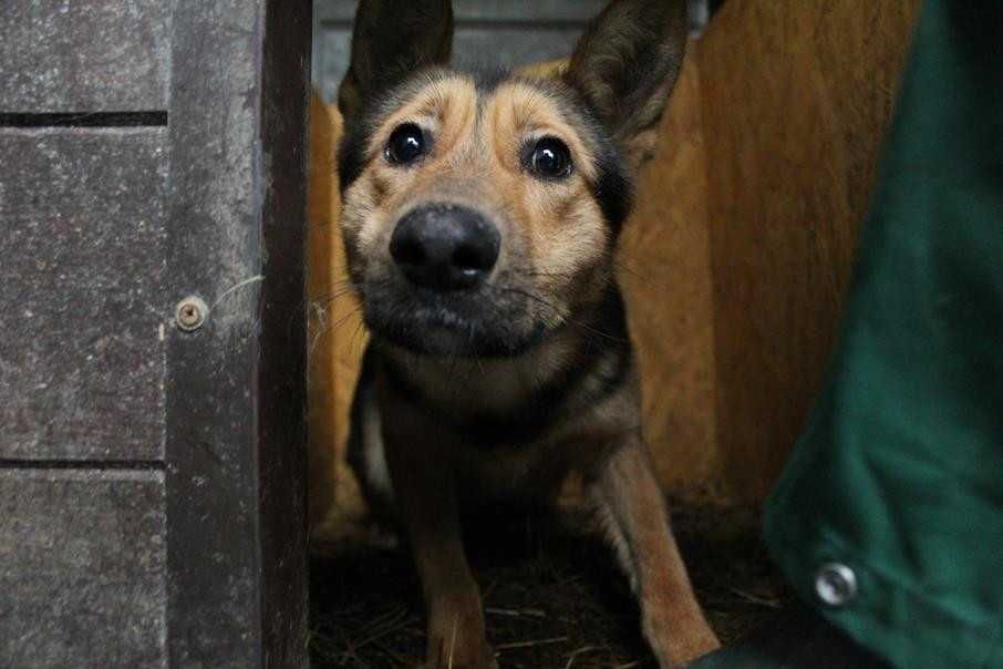 102732 Jacenty do odpowiedzialnej adopcji