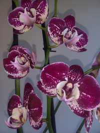 Шикарна орхідея, велюр