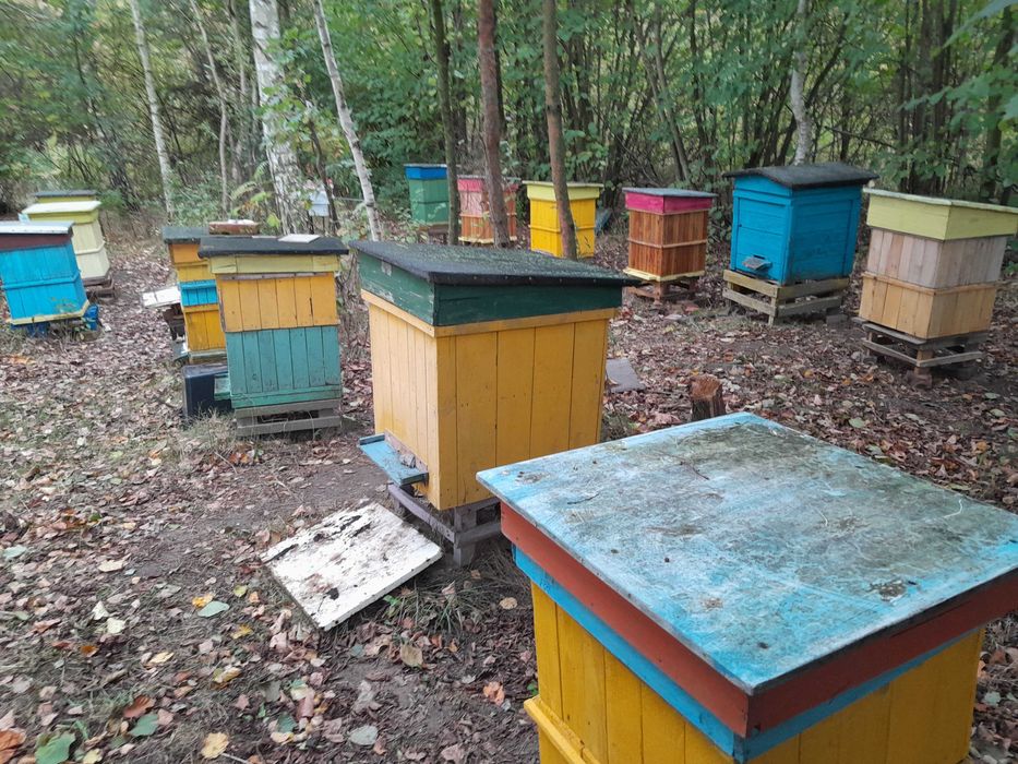 Ule wielkopolskie z rodzinami pszczelimi - dokarmione na zimę