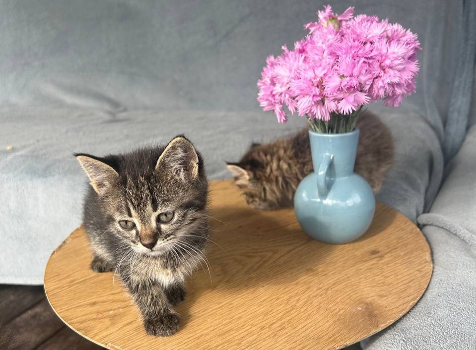 Котёнок пушистый в добрые руки. Одесса