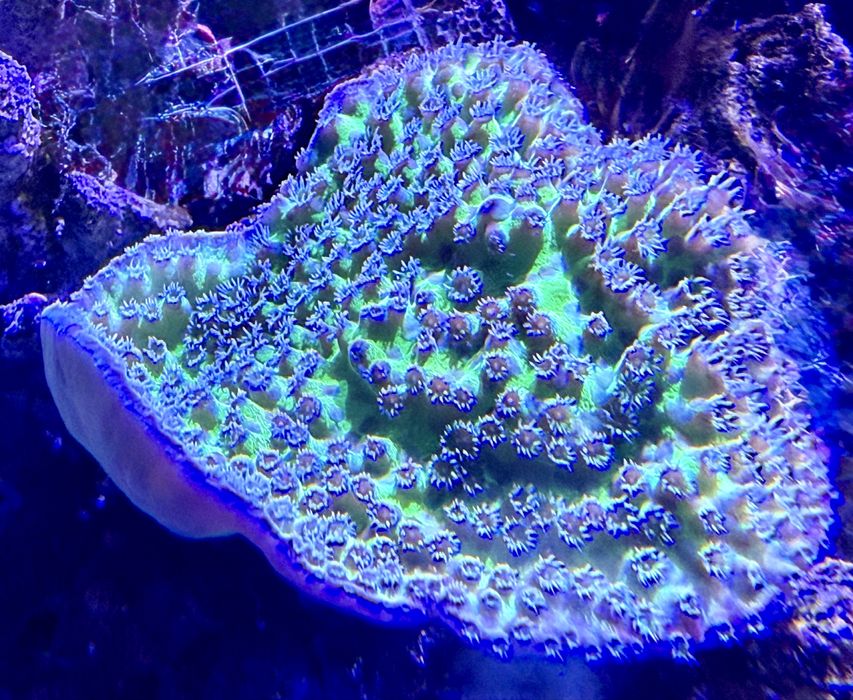 Cyphastrea/Chalice fluo green- koralowiec LPS akwarium morskie