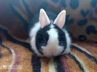 Króliki miniaturki króliki karzełki