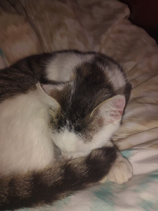 Wydam kotki w dobre rece