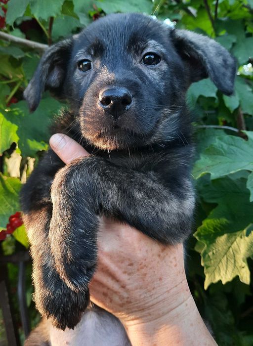 Цуценя собака щенок віддам турботливим людям